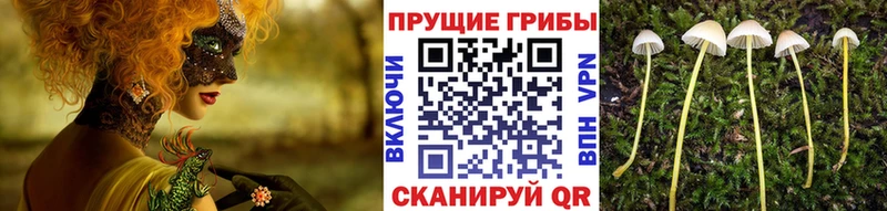 Галлюциногенные грибы прущие грибы  Купить где  Таруса 